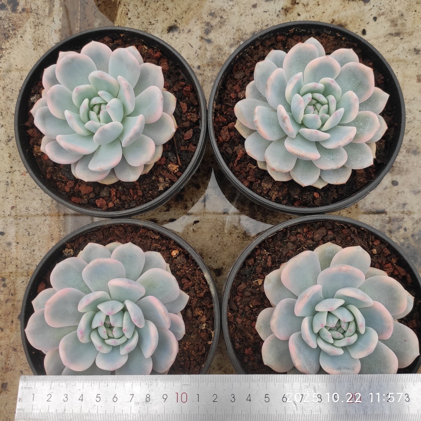 THH079 オレンジモンロー錦(15cm pot)