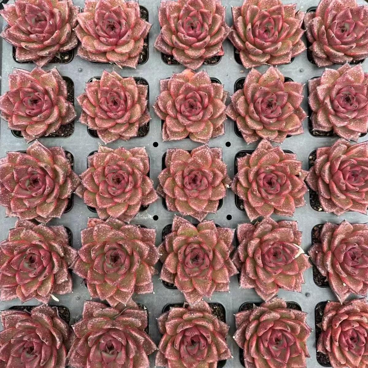 22640 ジャッジ(7cm pot)