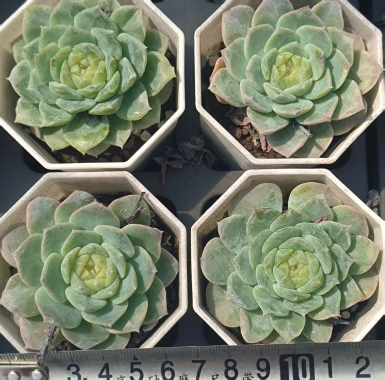 LYC158 アイスハート(6.5 cm pot)