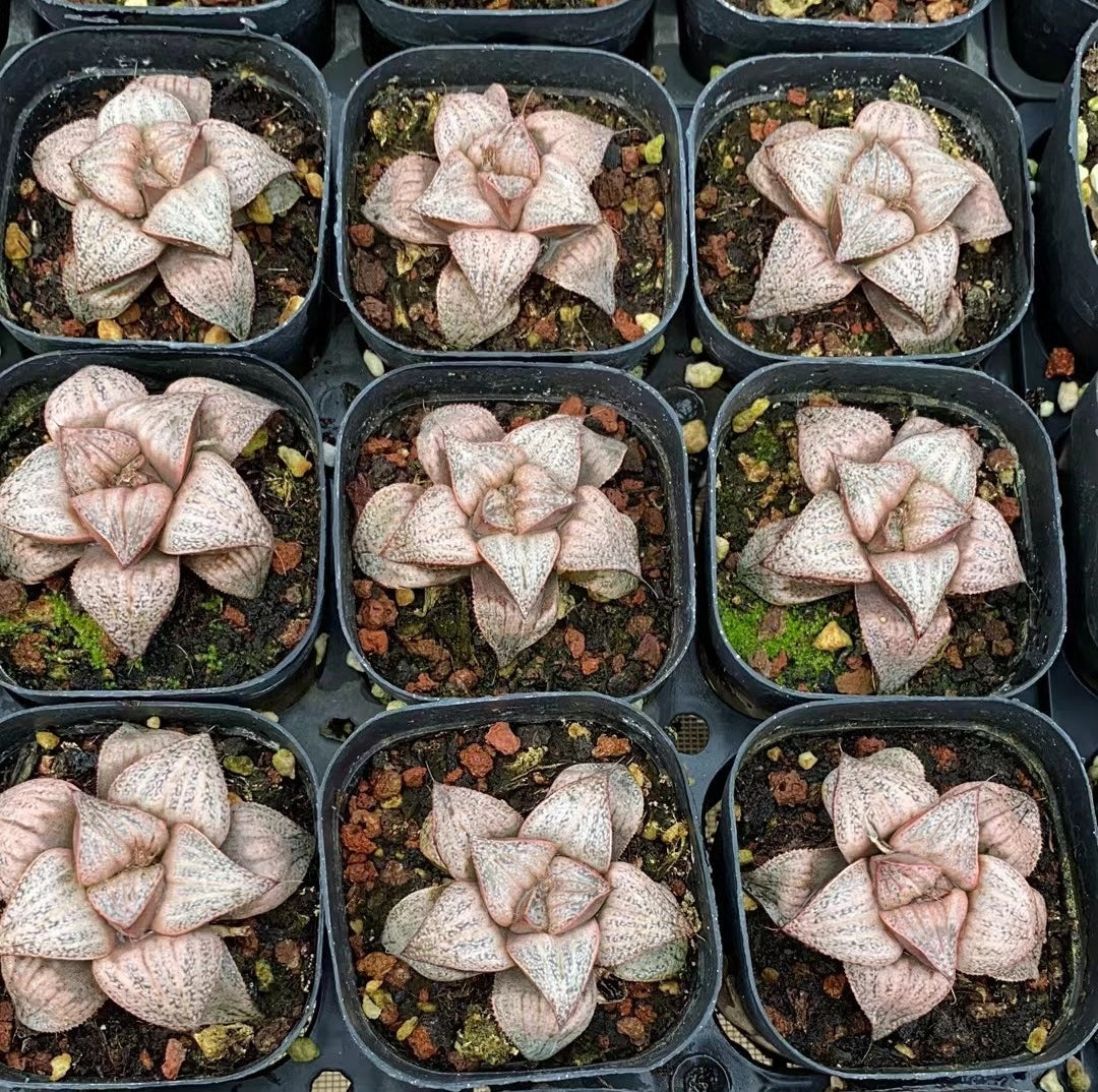 CS122 田島の春 (7cm pot)