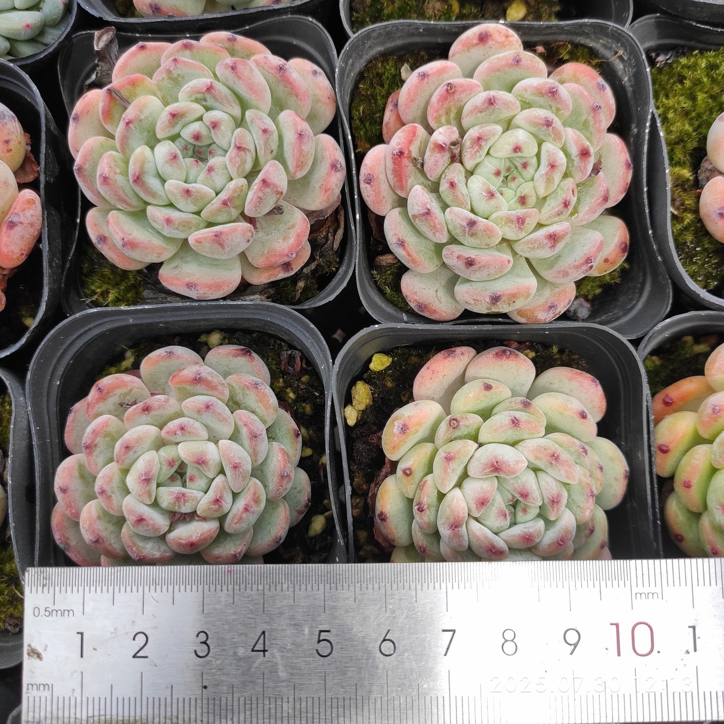 QN610 ビヨンテ(6.5cm pot)