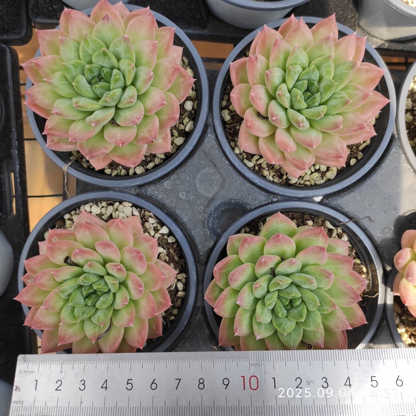 MMY1172 ファントム ビューティー(9cm pot)