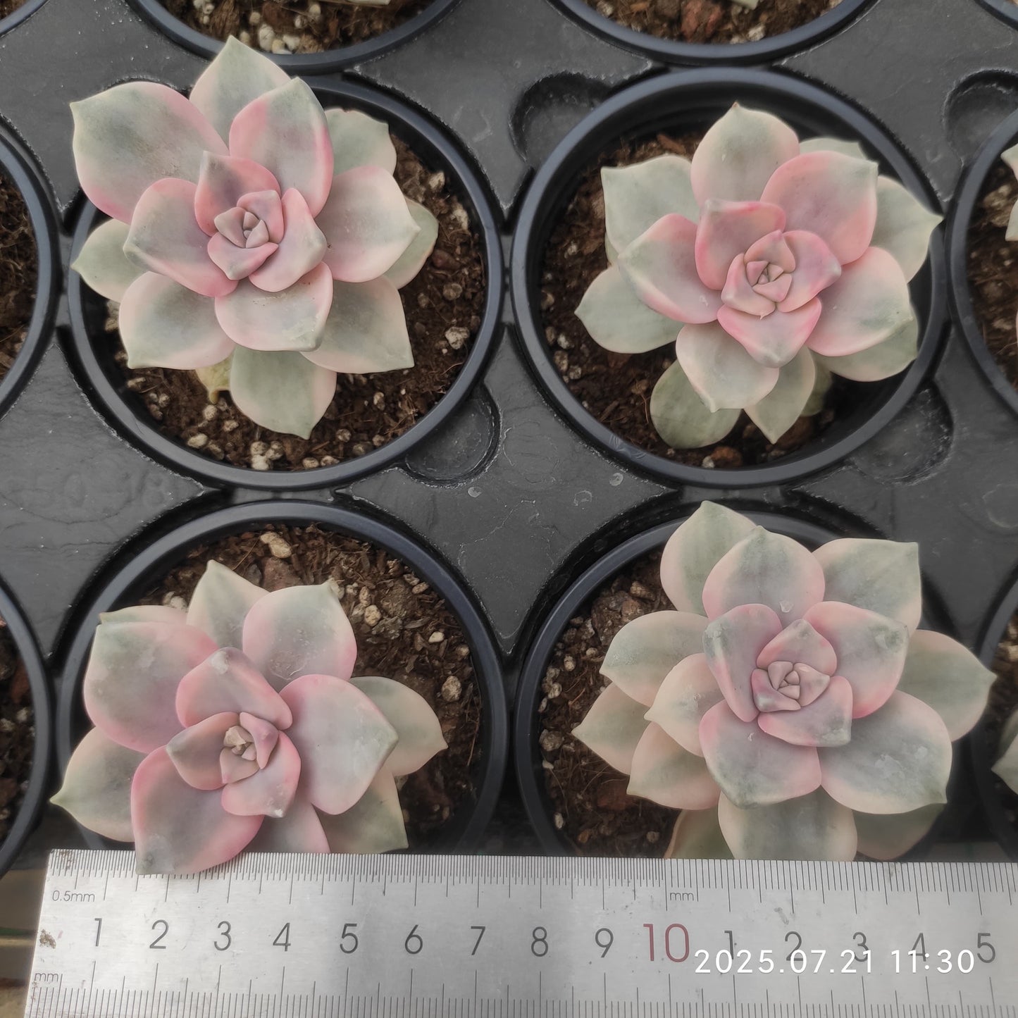 MMY970 スノーホワイト錦(9cm pot)