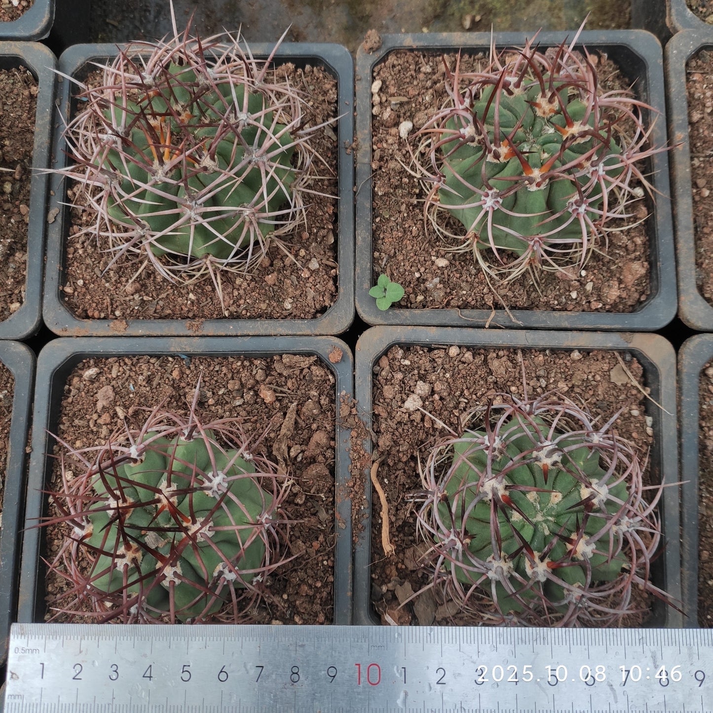 DMC050 デンモザ ローダカンタ(9cm pot)