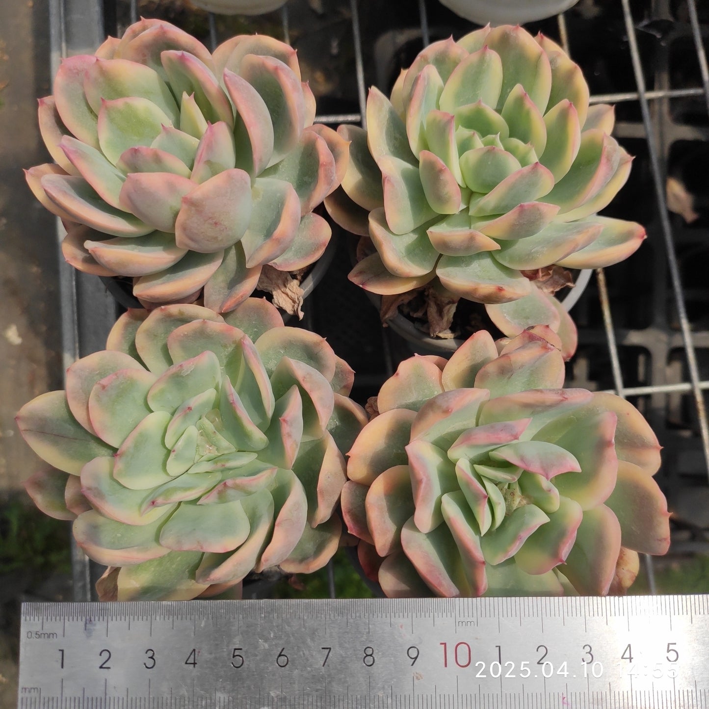 NGN603 ルエラ錦 (9cm pot)