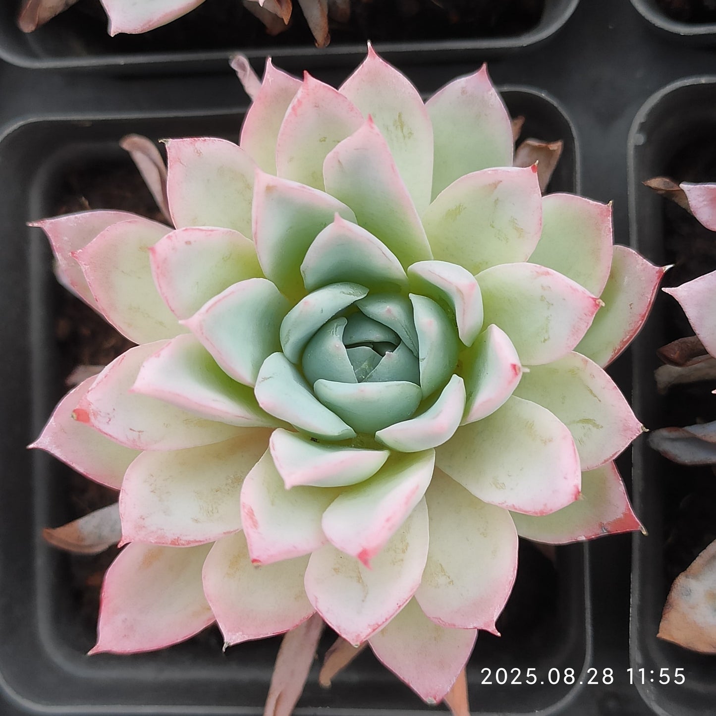 YBB151 バイオレト クィーン(6.5cm pot)