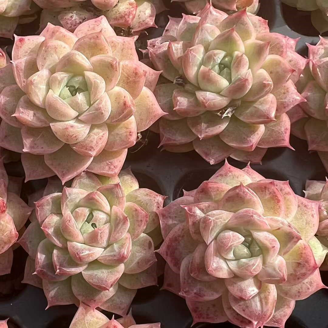 23485 オリンジ ブロサム(3cm pot)