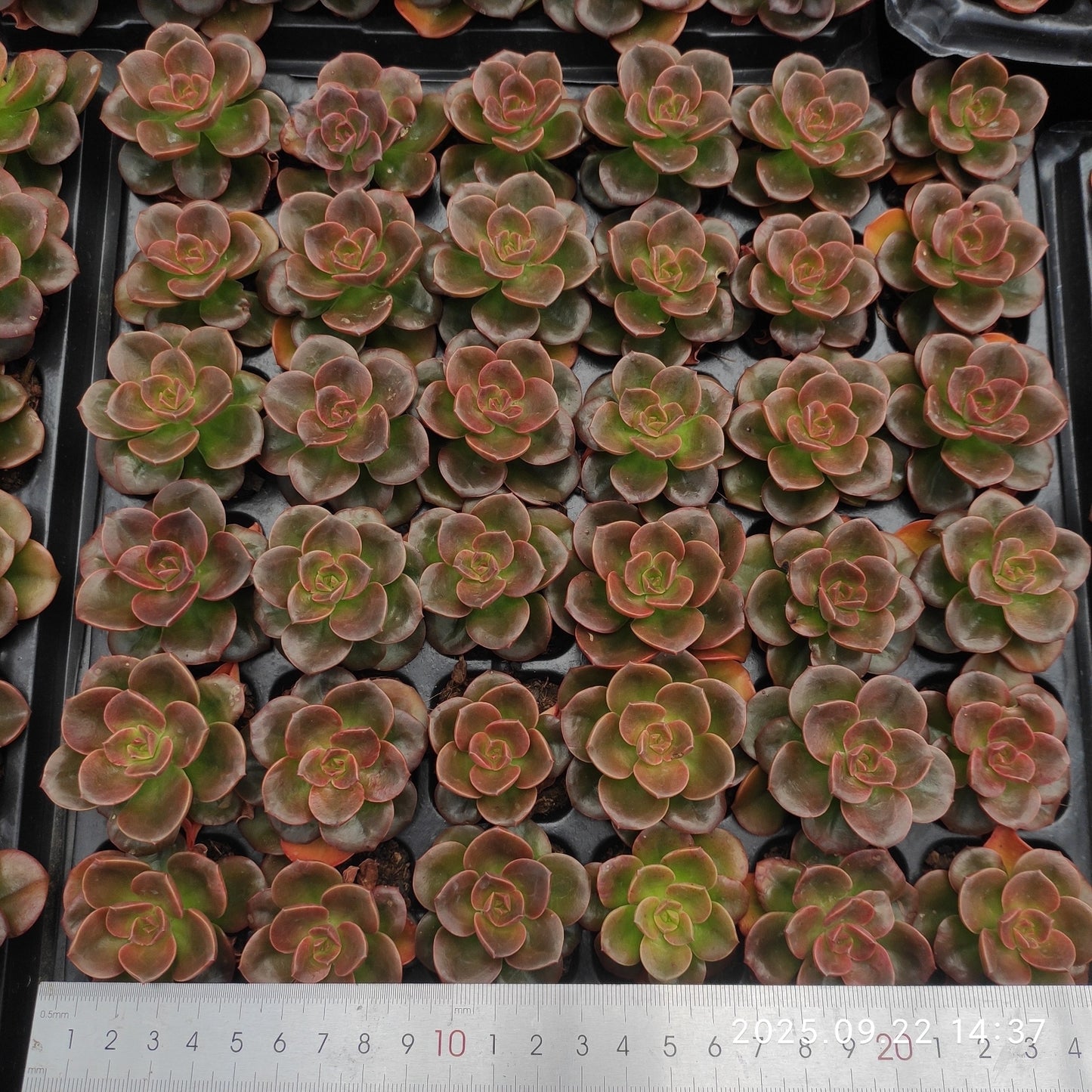 21720 チョコレート(3cm pot)(ポット苗)