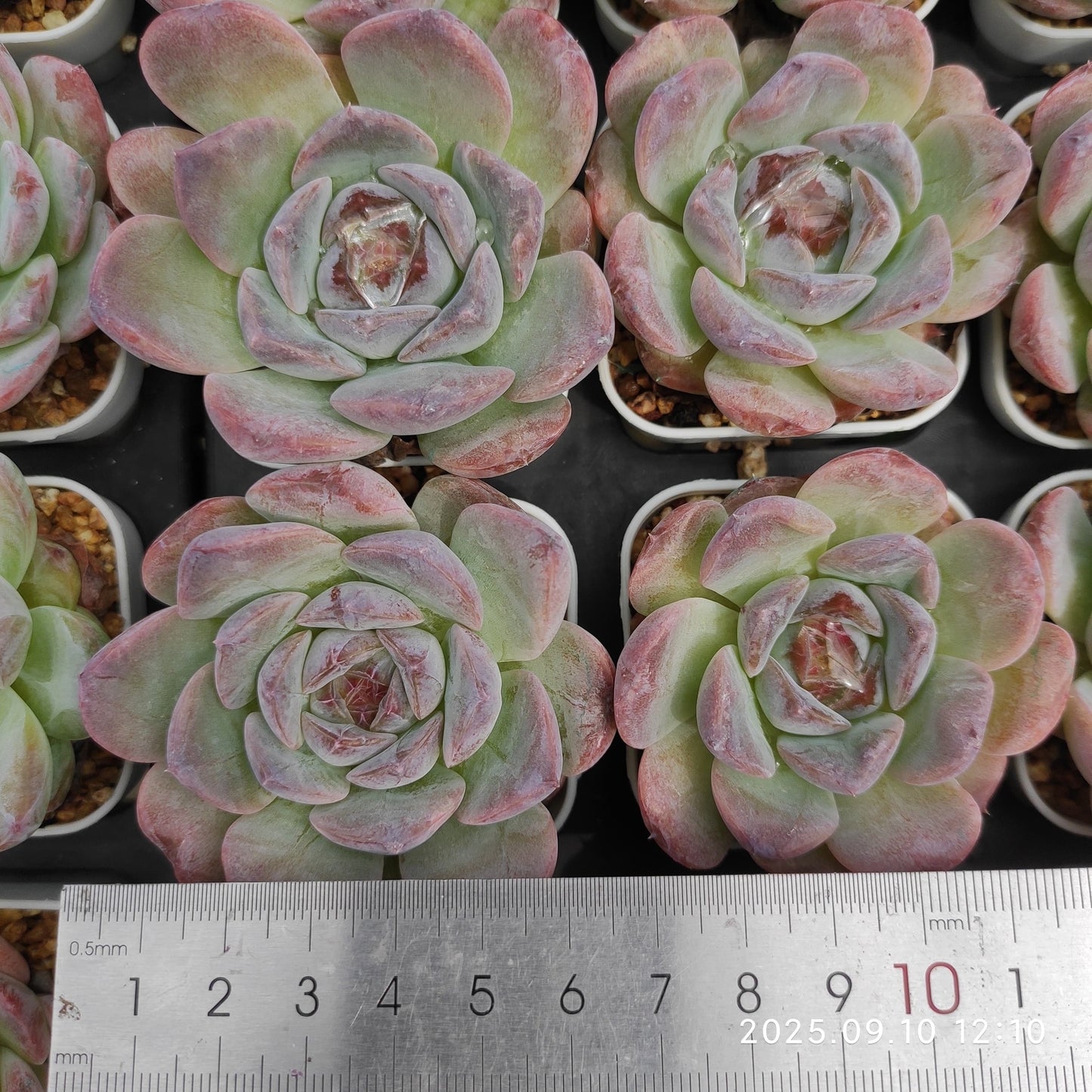 HG012 ピュア ラブ x ワイト ムース(7cm pot)