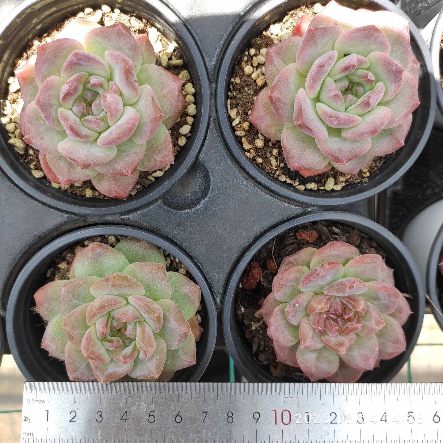MMY1043 スノーハイビスカス(9cm pot)