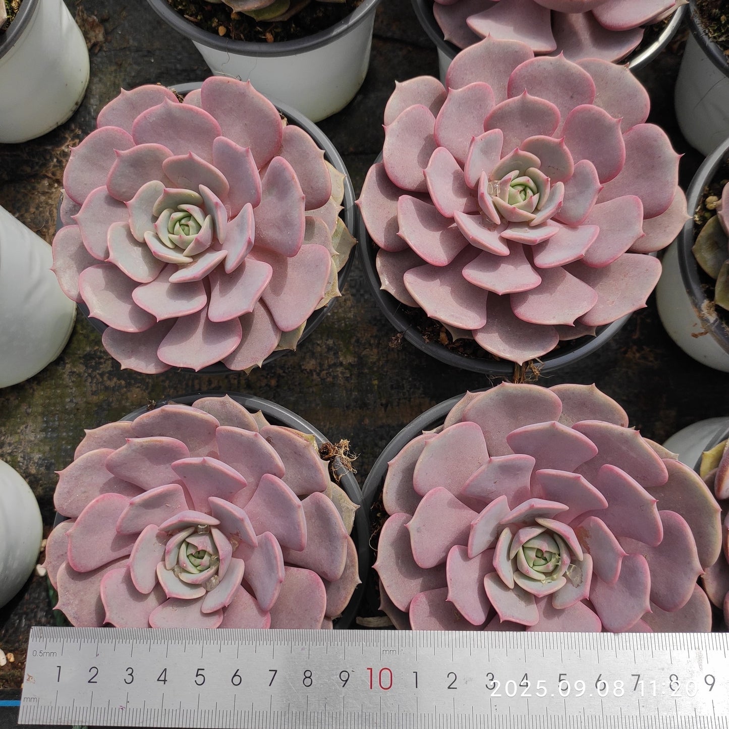 GDX010 ピンクバタフライ(11cm pot)