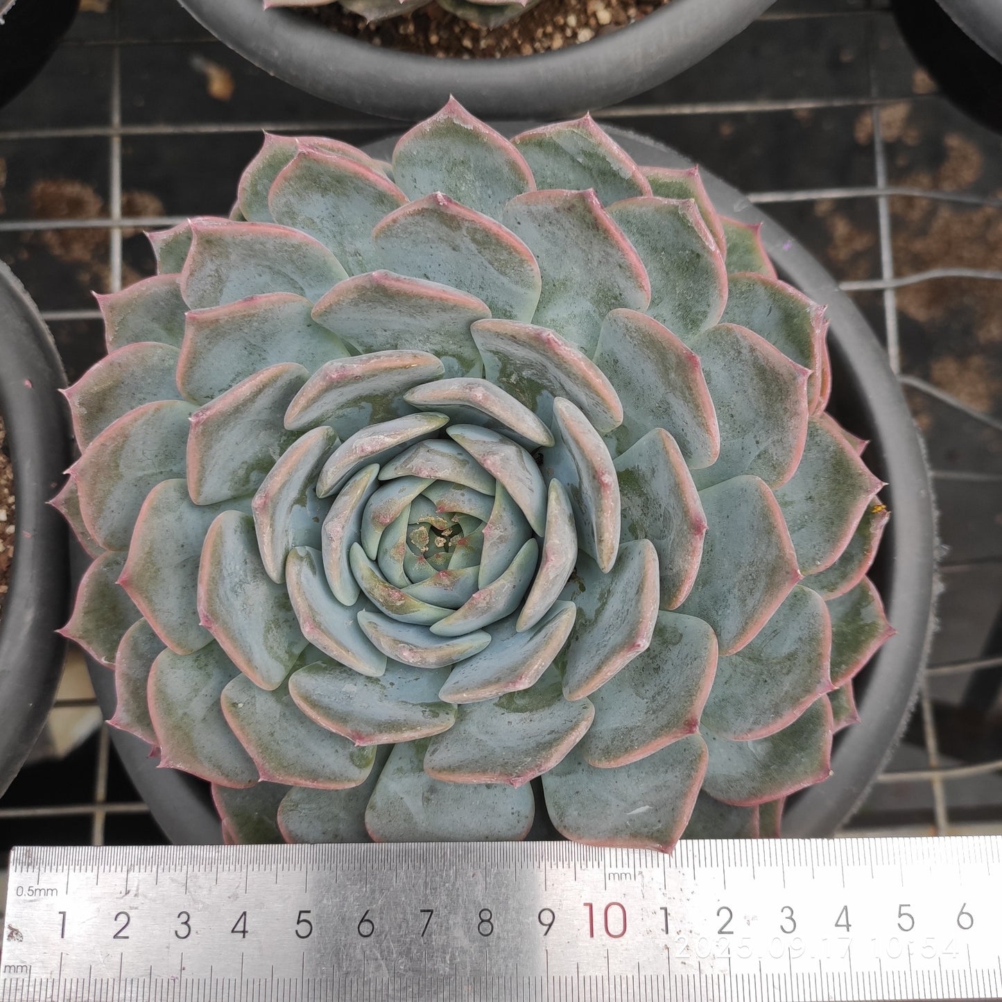 NGN745 パイレーツ/海賊(20cm pot)