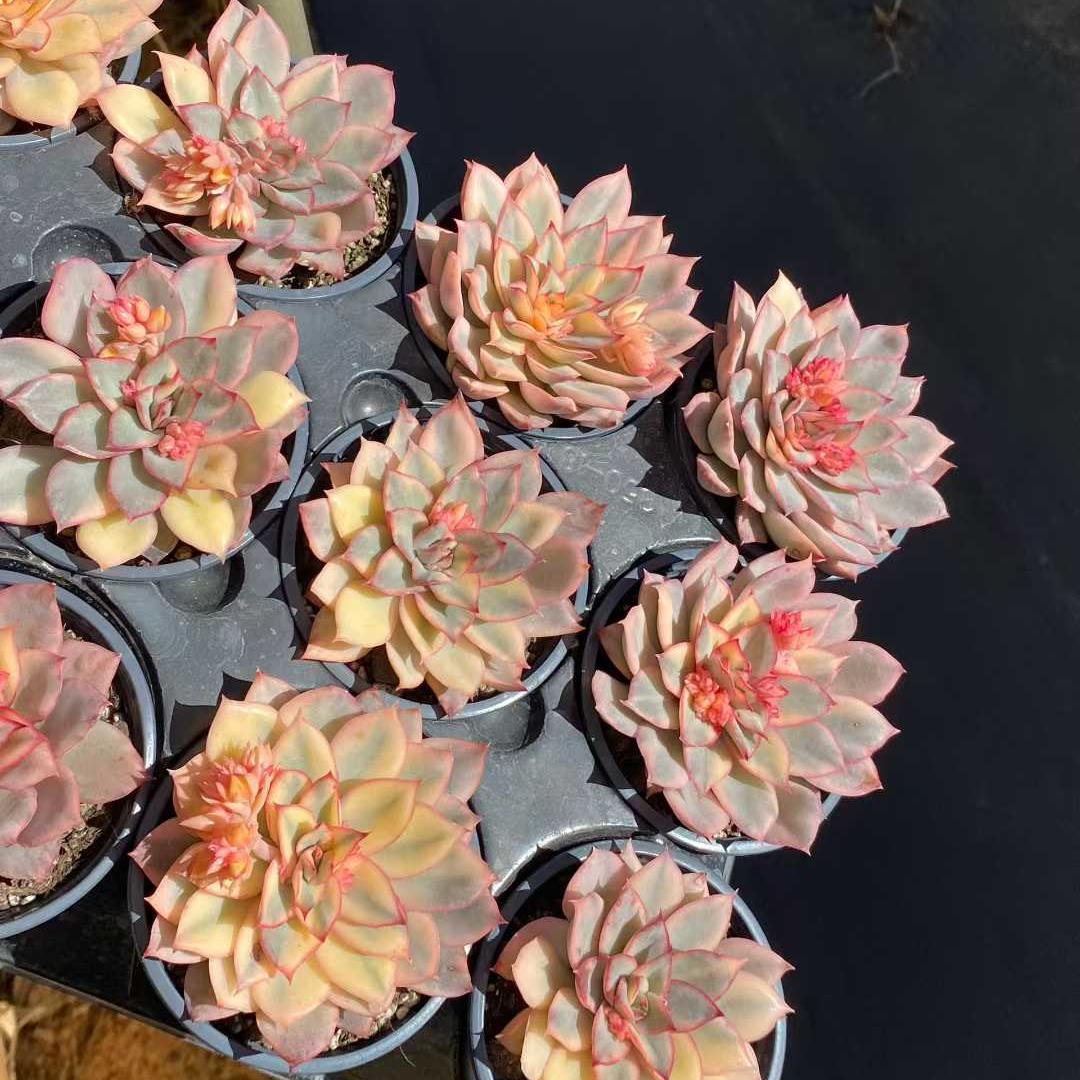 15440 エスター錦