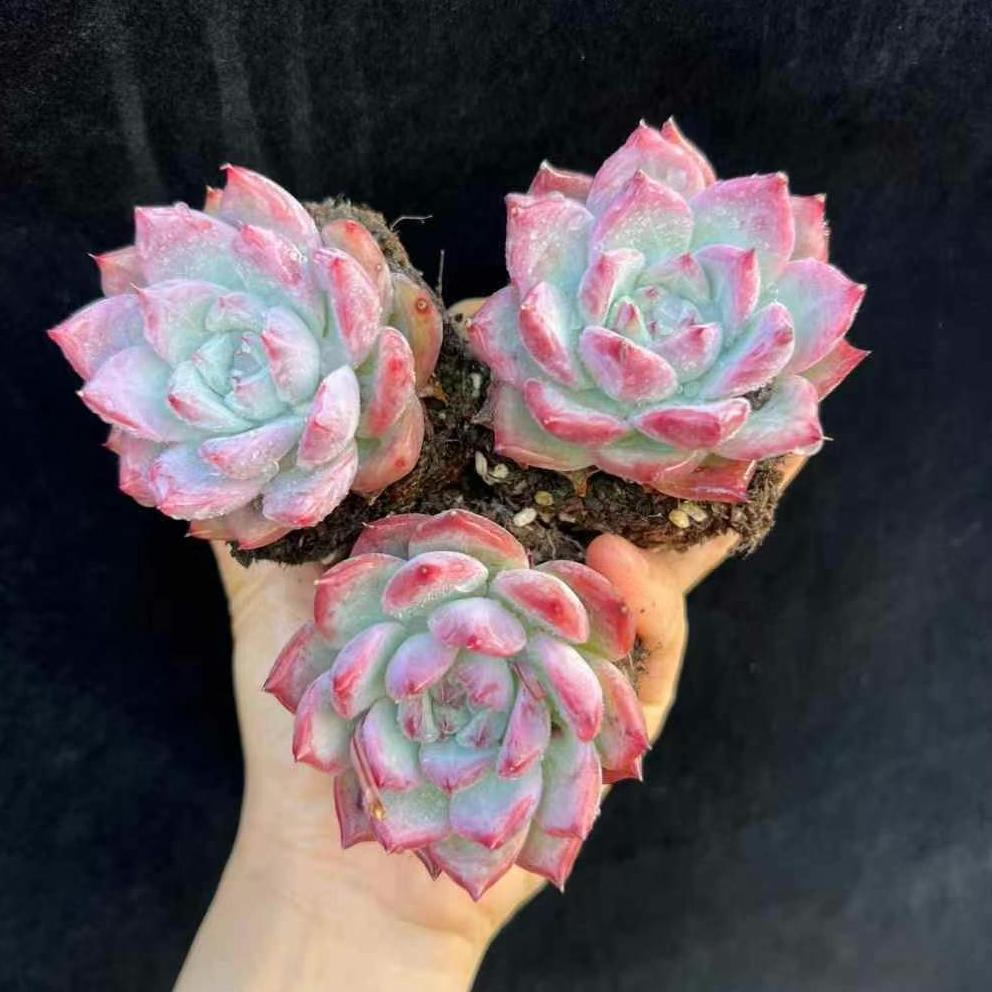 BL1704 ワイルドコロラータ (6.5cm pot)