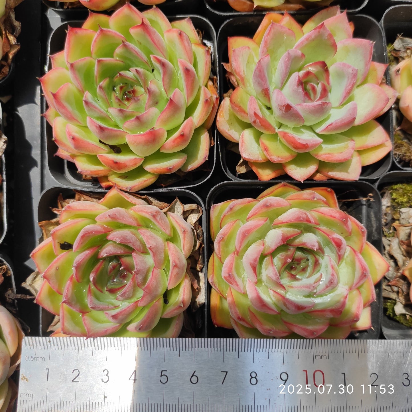 QN839 シルエット×ダークアイス(6.5cm pot)