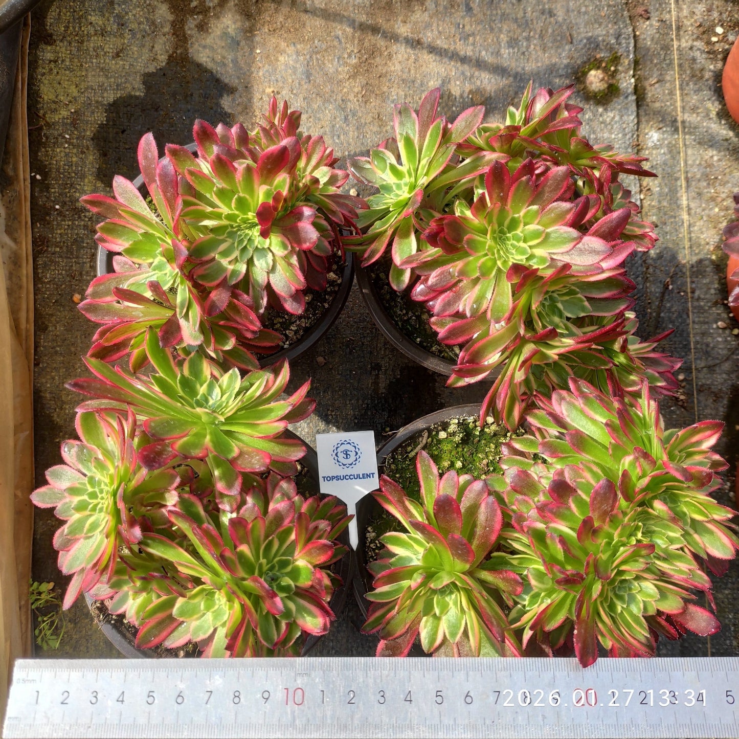 25467 アエオニウム カーニバル 綴化