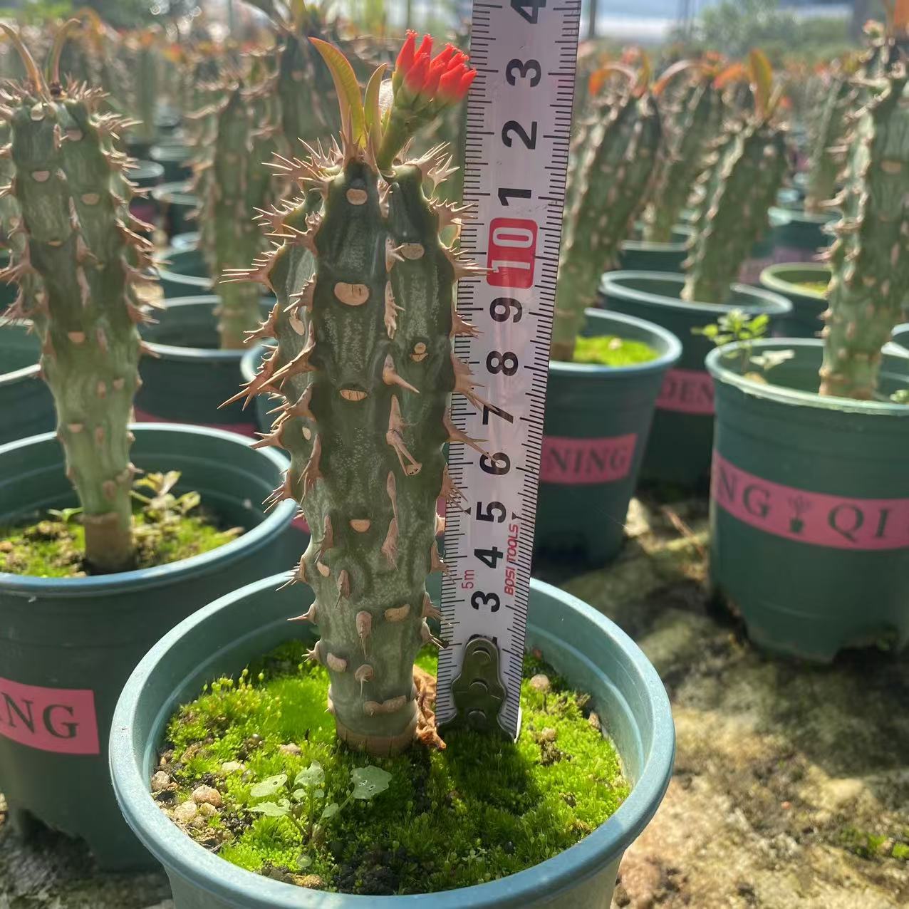 ZL498 噴火竜(4cm pot)