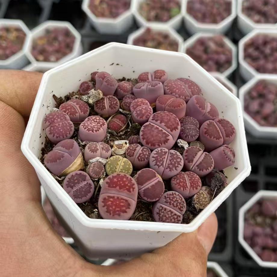 YNLH025-POT ムラーサーキー キカショジョック(8cm pot)