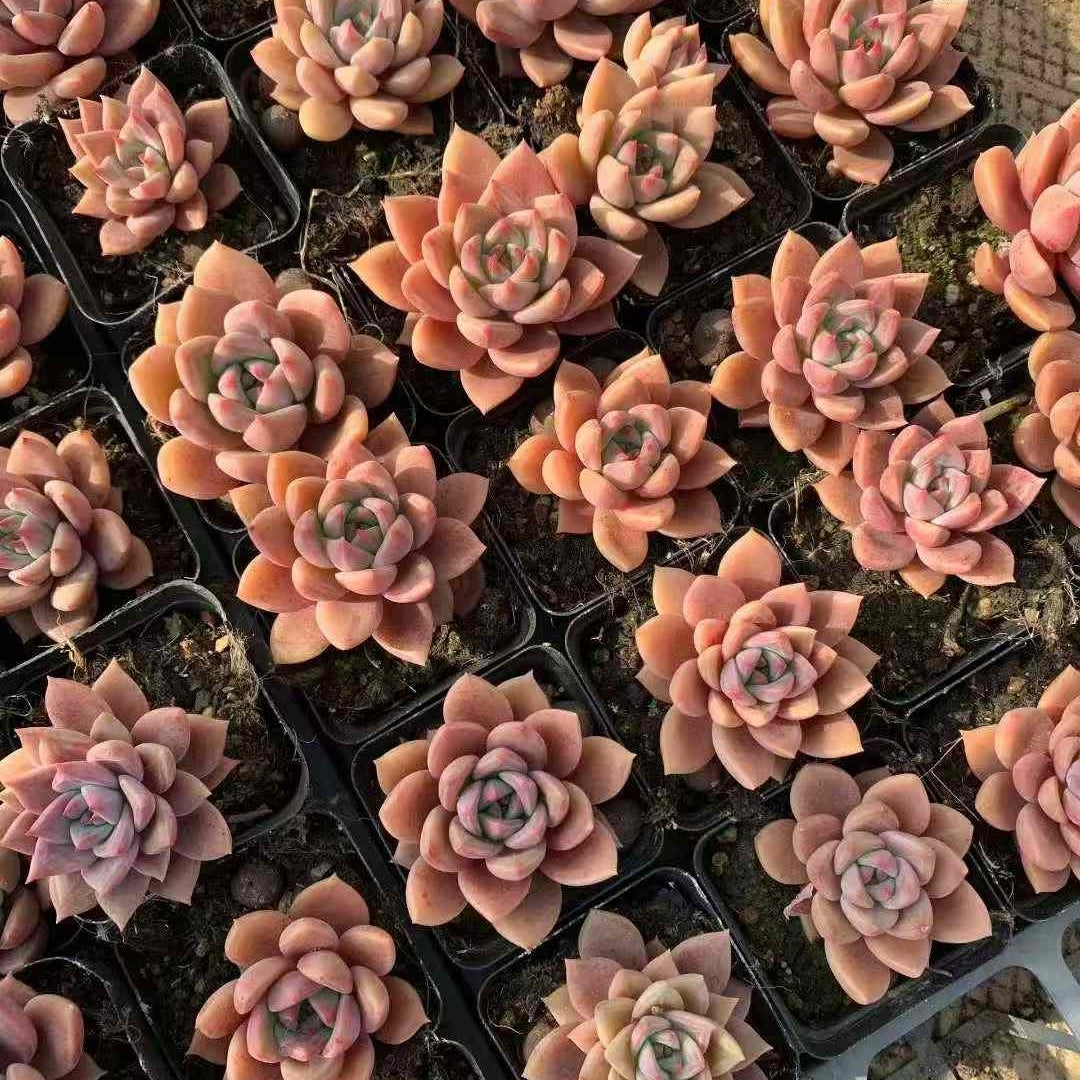 24126 ブラウン シュガー カード