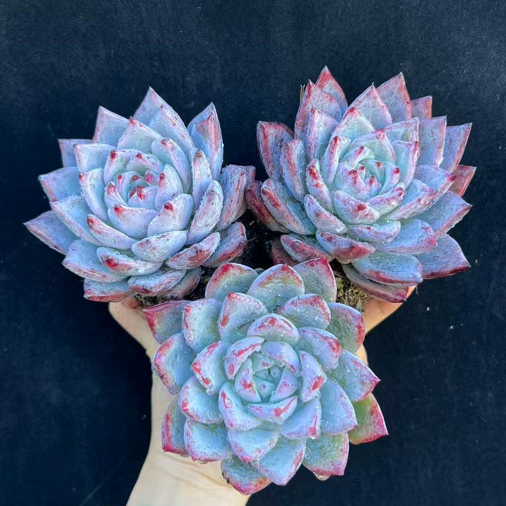 23218 ワイルドコロラータ(9cm pot)