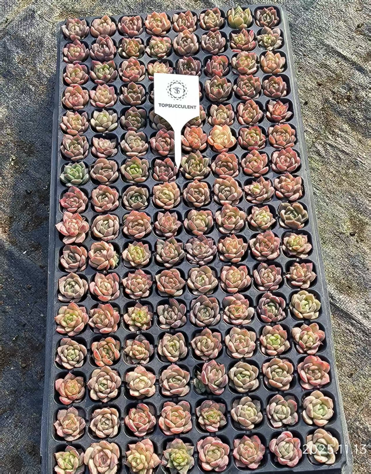 19428 ベリー x シルエット(3cm pot)(ポット苗)