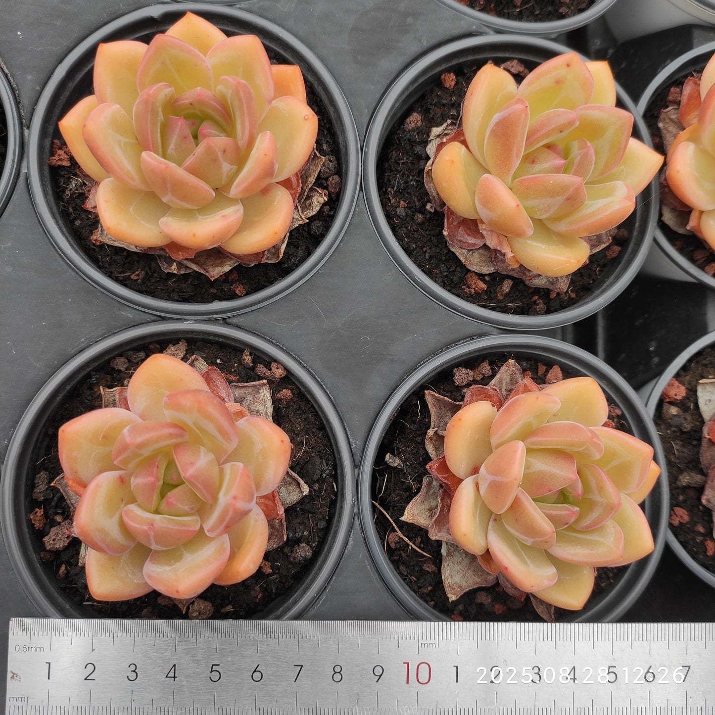 YBB279 シャンペン(9cm pot)