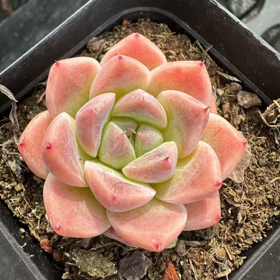 BL2019 アルバー ビューティー(7cm pot)