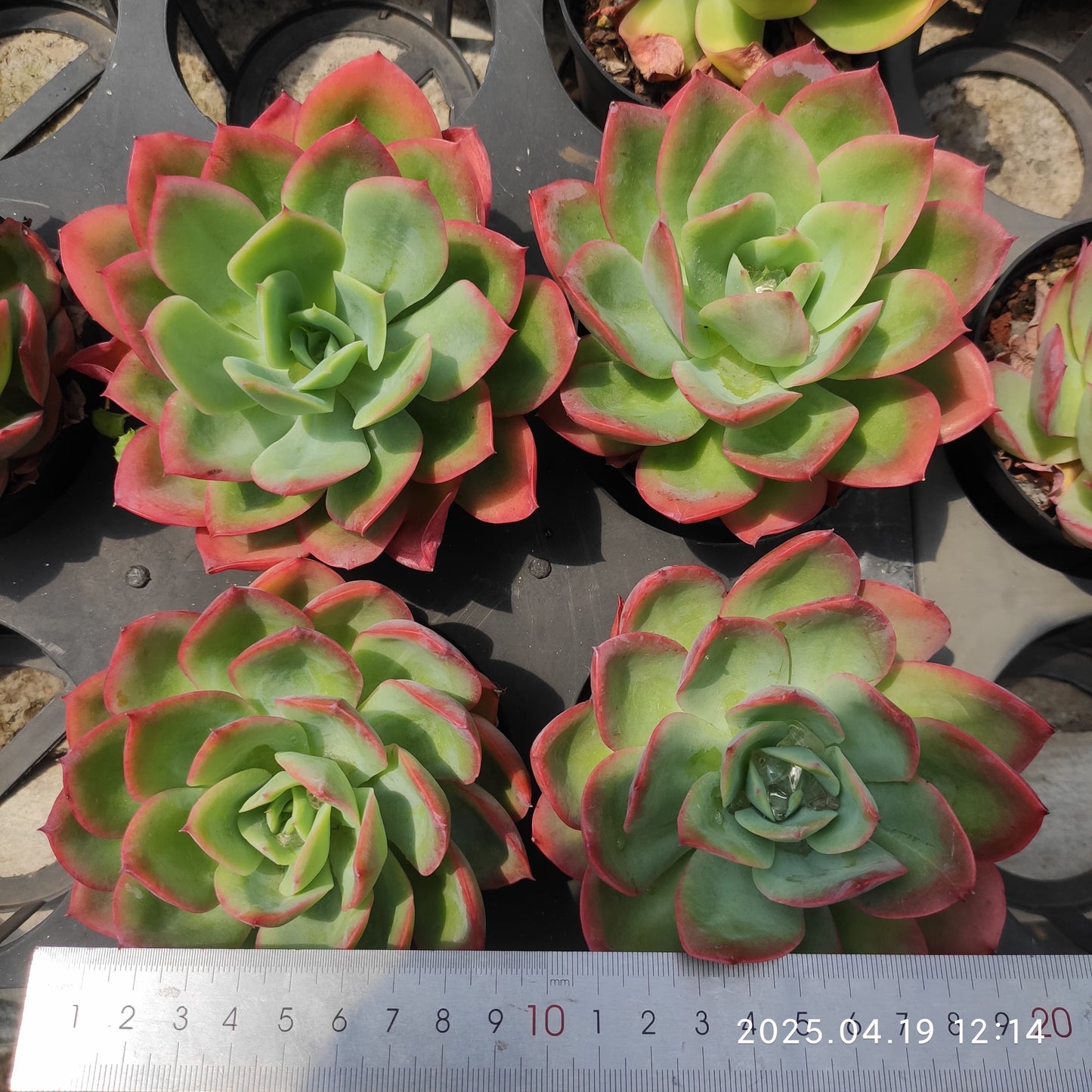 ZZA098 ルエラ (9cm pot)