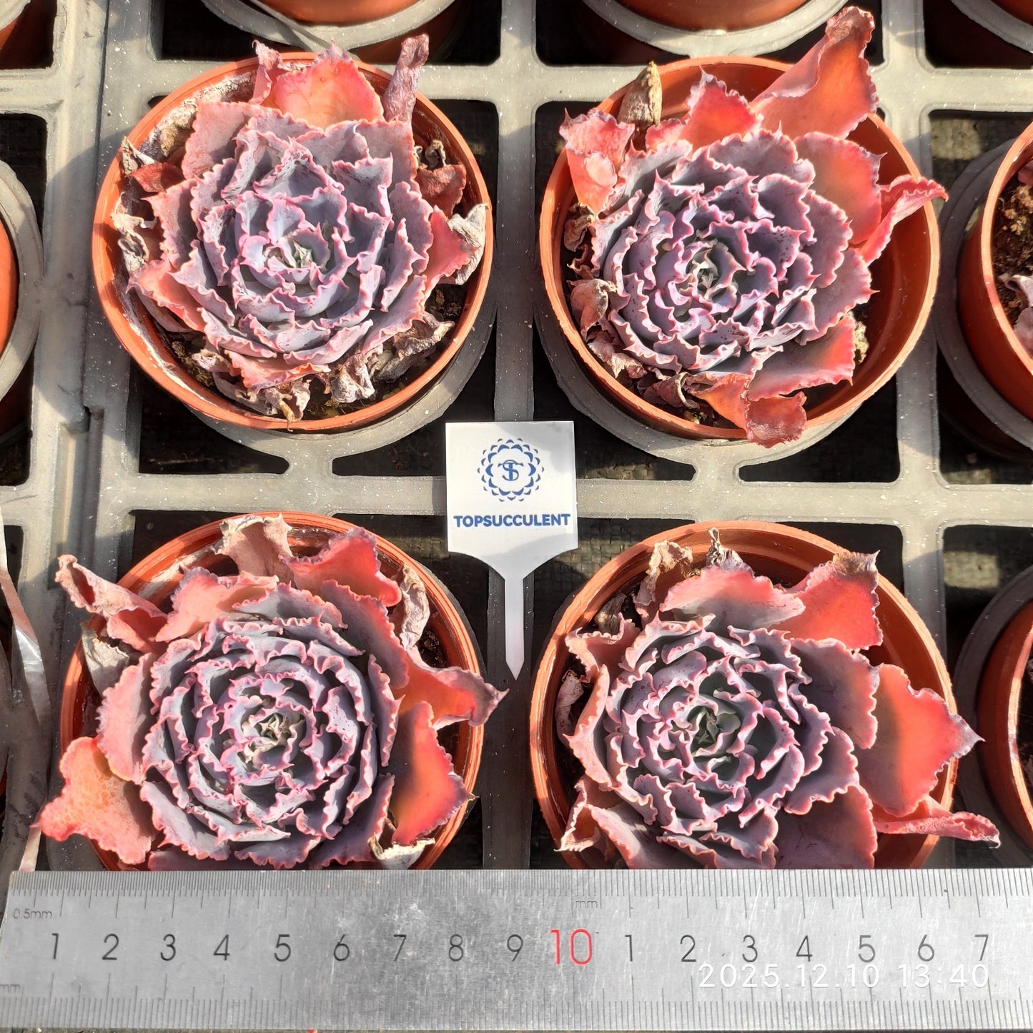 ZXX007 シャビアナトリュフ(9cm pot)