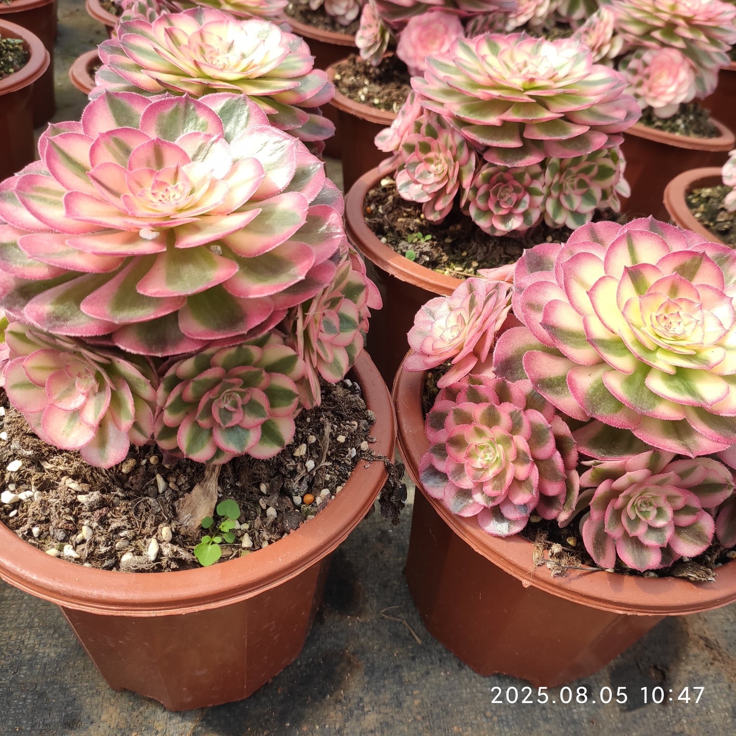 GDX022 アエオニウム ゴージャス(16cm pot)