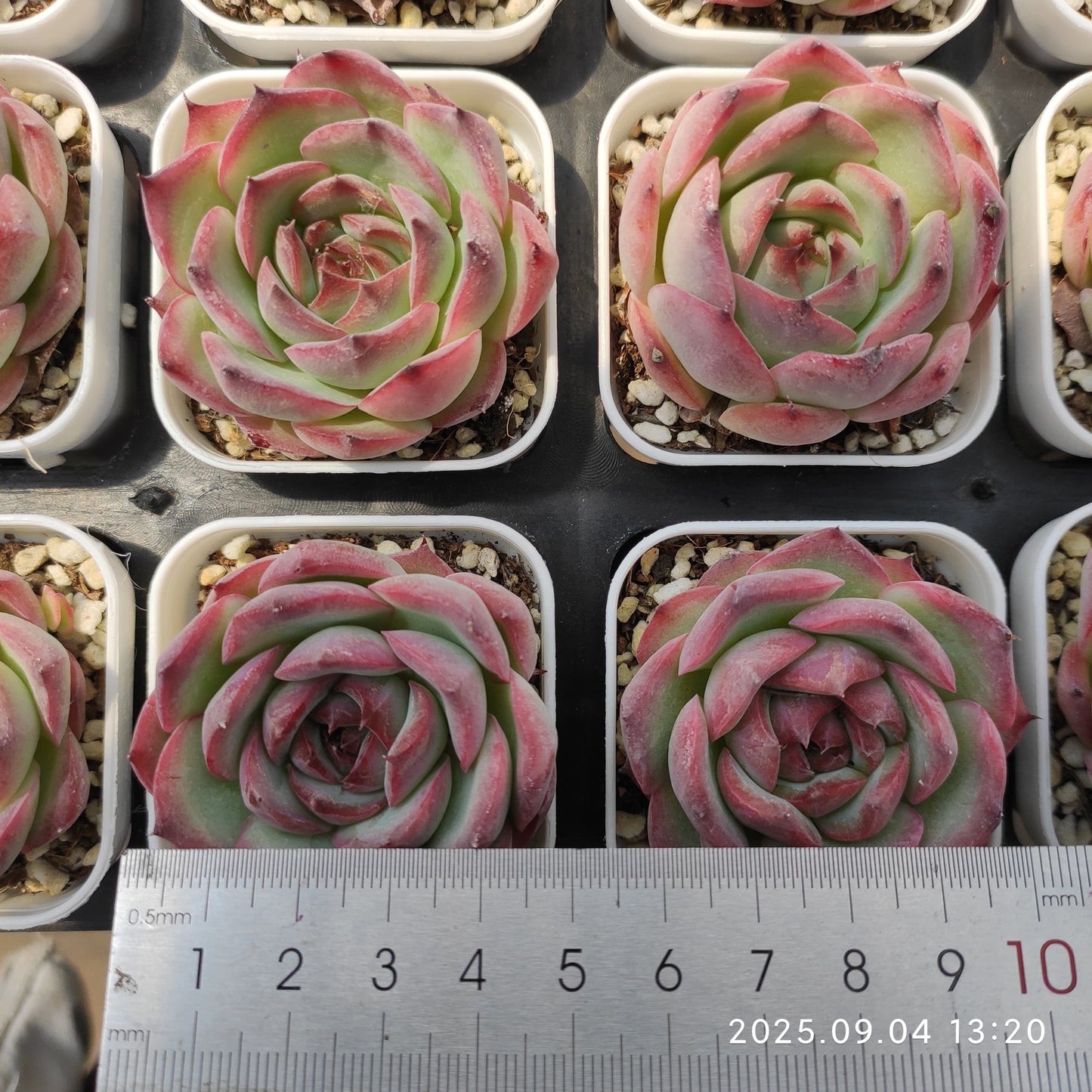 MMY1167 メキシコプリドニス(5.5cm pot)