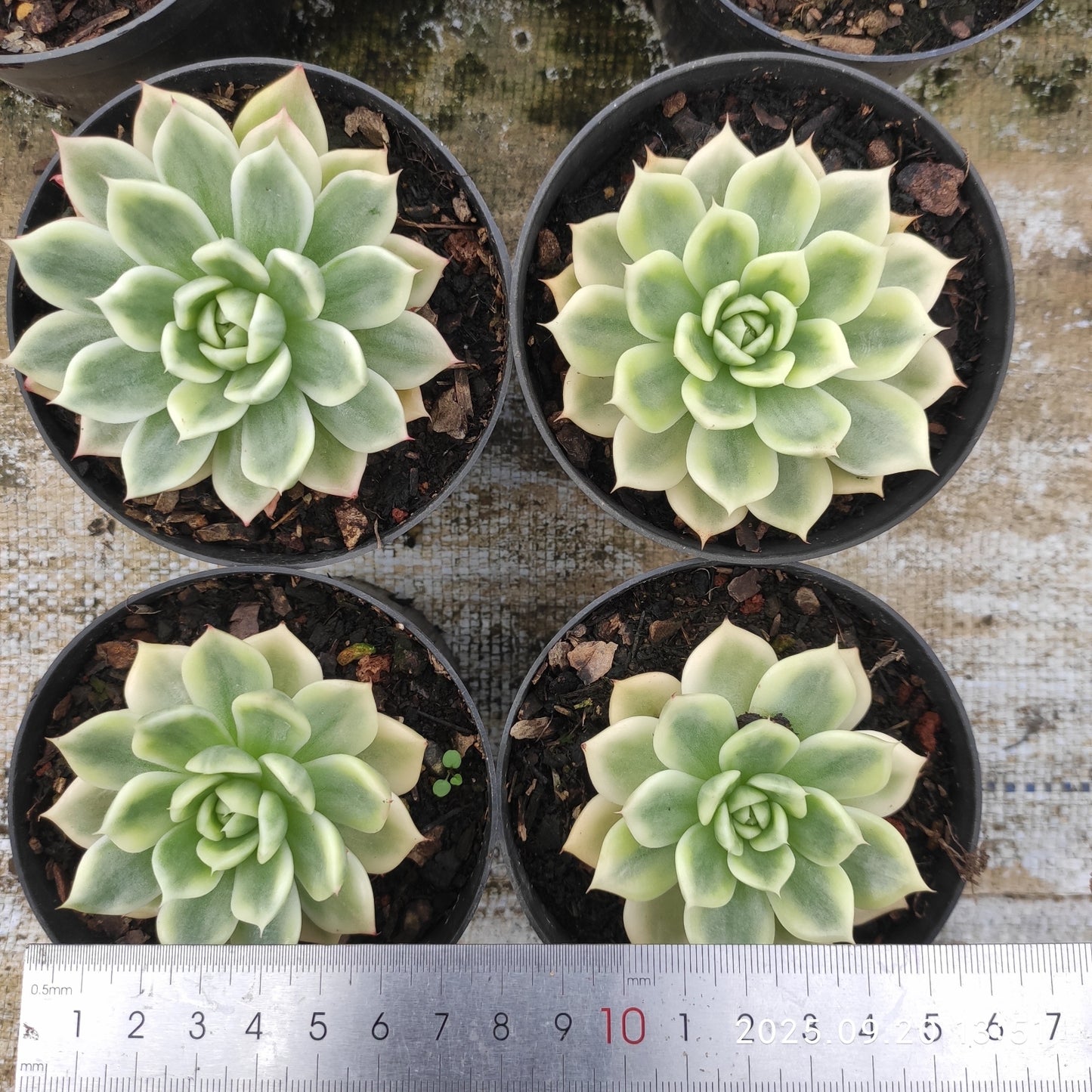 XY257 バタフライ錦(10cm pot)