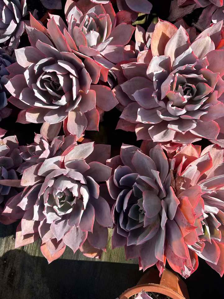 26574 アフターグロー