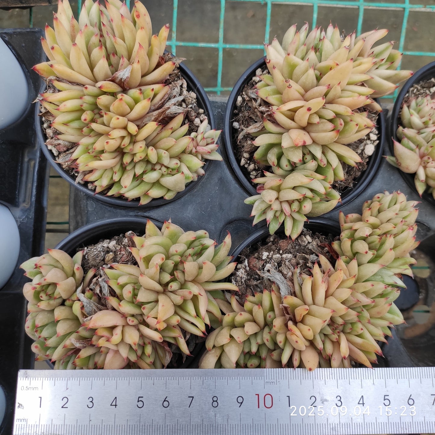 MMY1058 アイクソウル錦綴化(9cm pot)