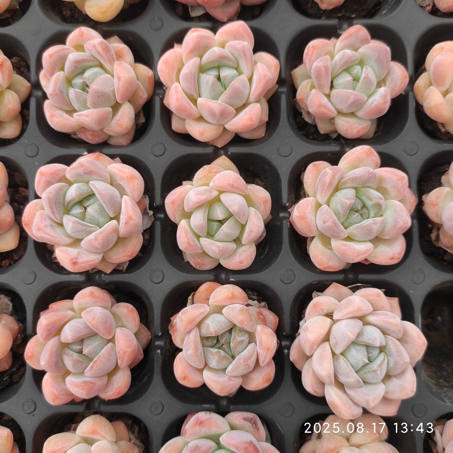 LMM365 スター プラス(3cm pot)