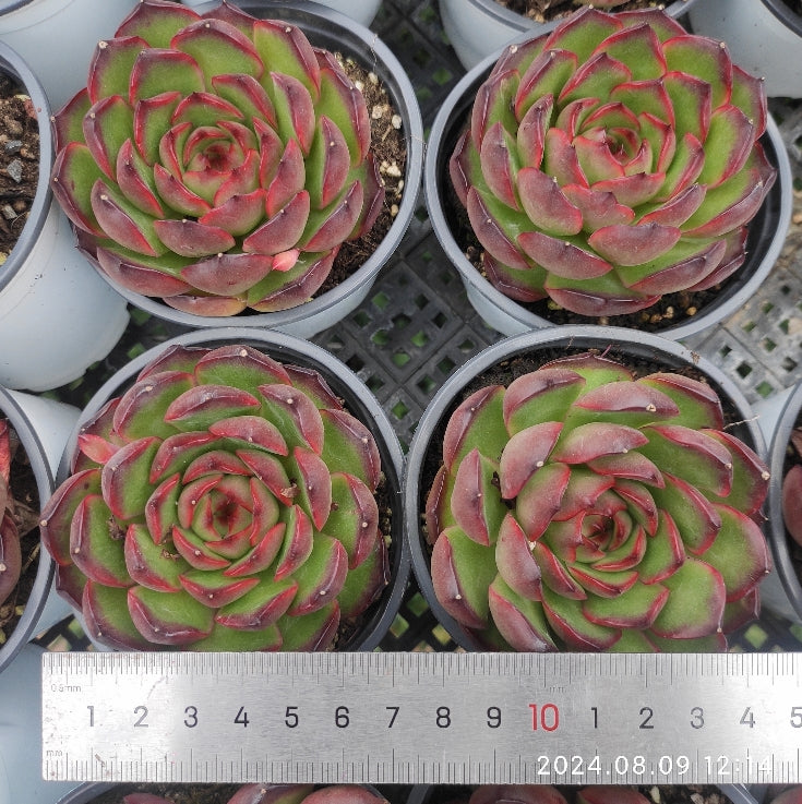 11862 レッドモラン(9cm pot)