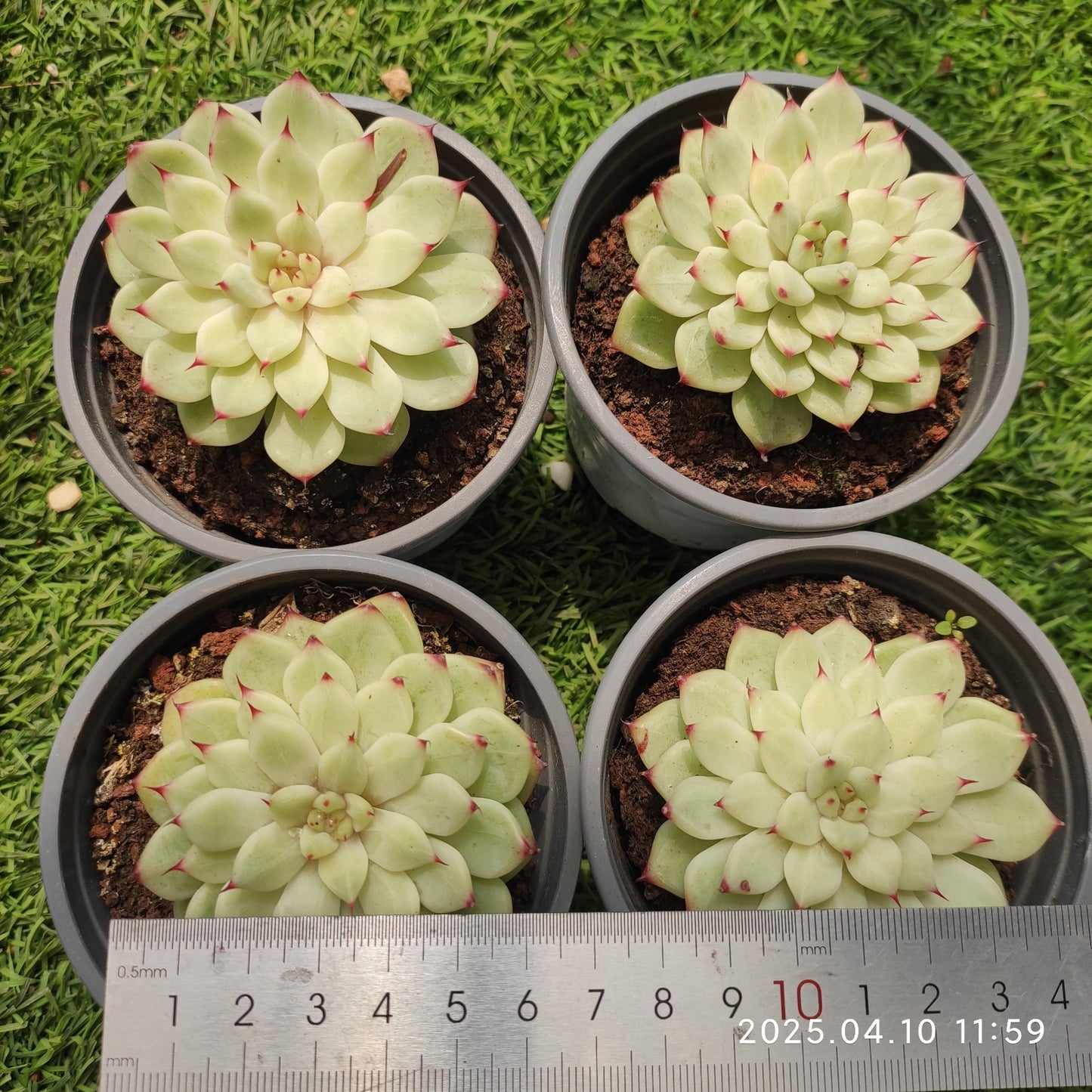 NGN700 フラワー フェアリー(50cm pot)