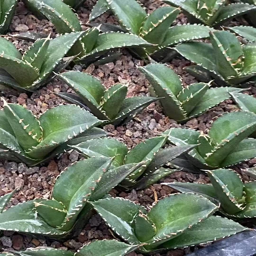 20300 アガベ ドン・フリオ