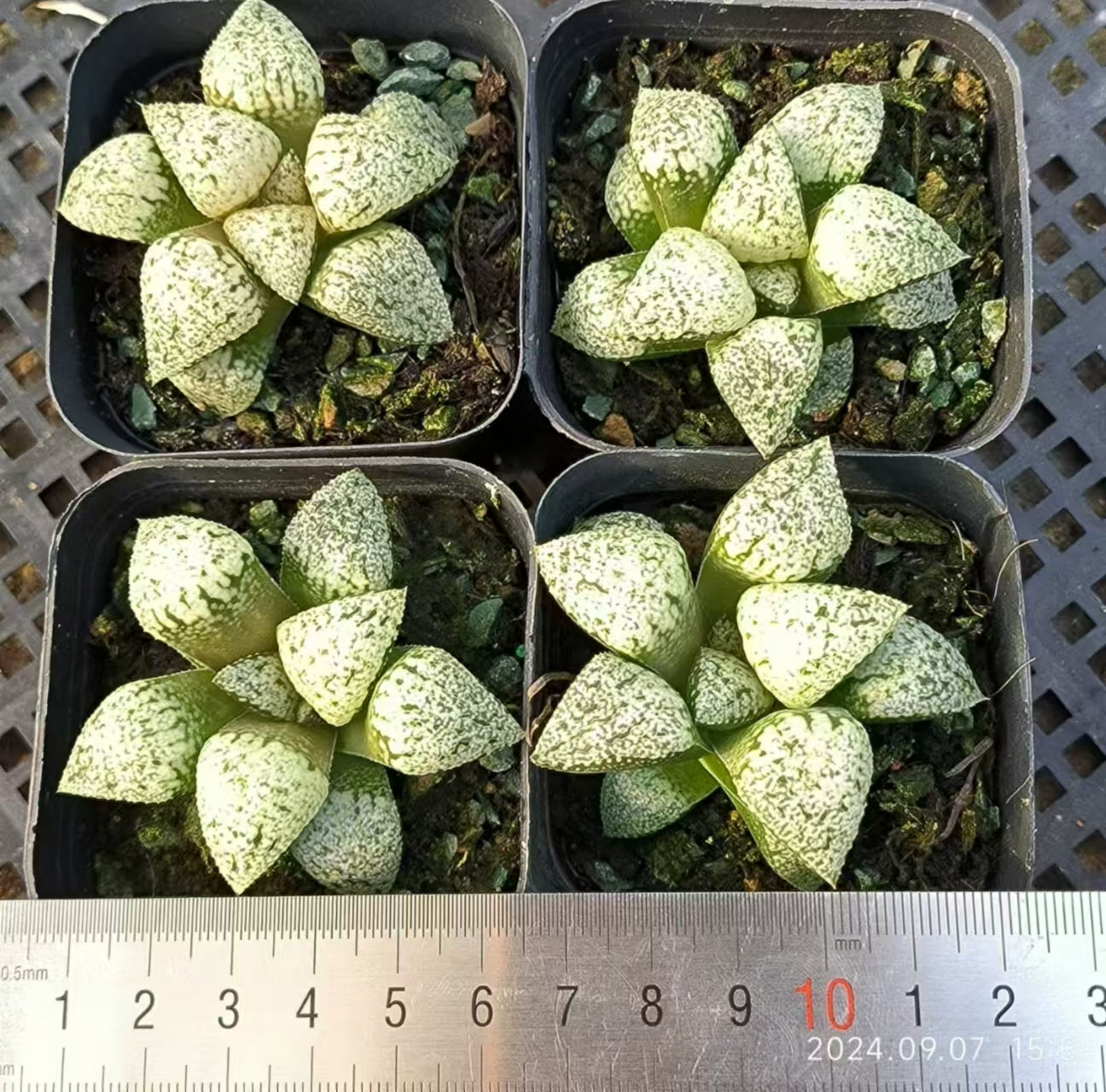 13137 ハオルチア ピクタ