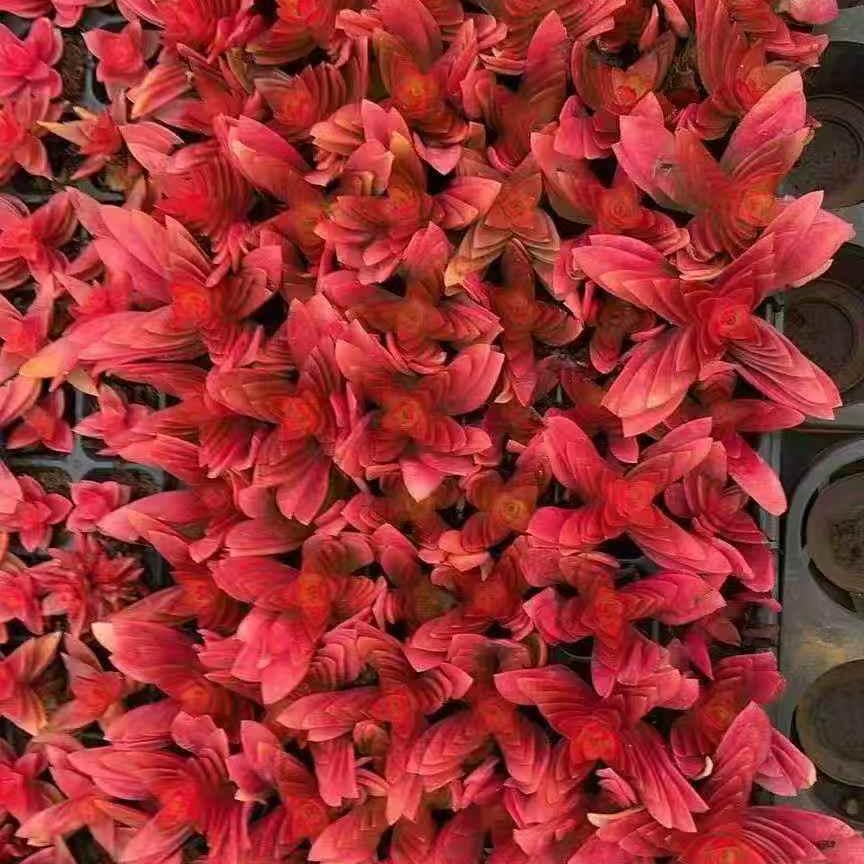 23666 キャピテラー キャンプファイアー(3cm pot)