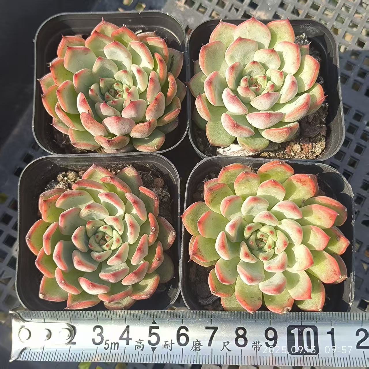 GR404 スターライトジェニー(6.5cm pot)
