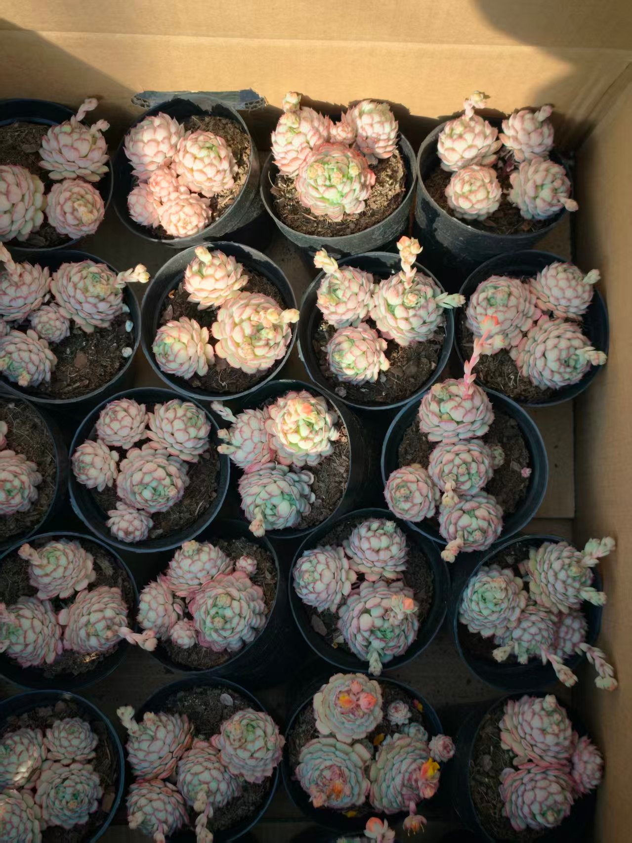 16367 グロブローサ