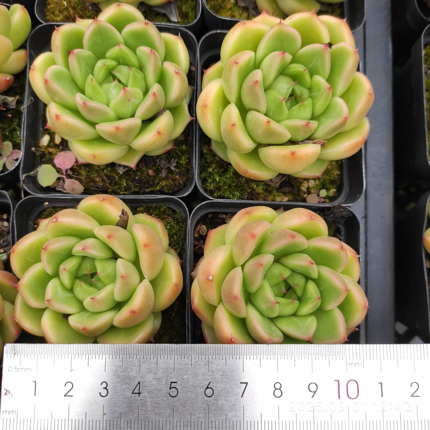 QN848 クリスタル レイク(7cm pot)