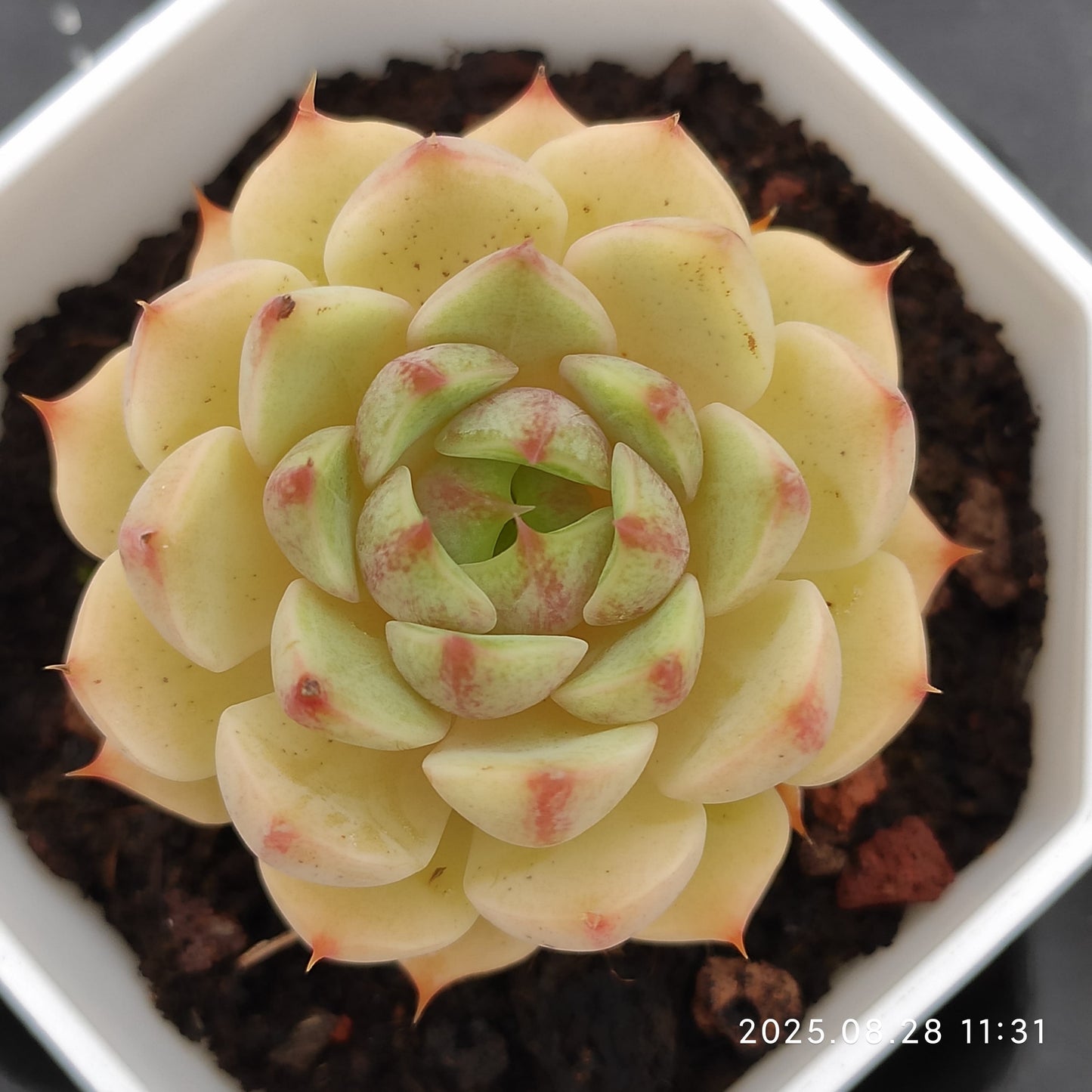 YBB011 ベンバディス(7cm pot)