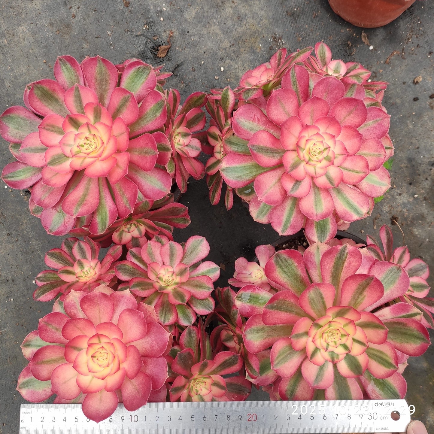 QZY009 アエオニウム ゴージャス(17cm pot)