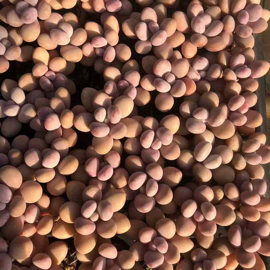 23610 アメジスチヌム(3cm pot)