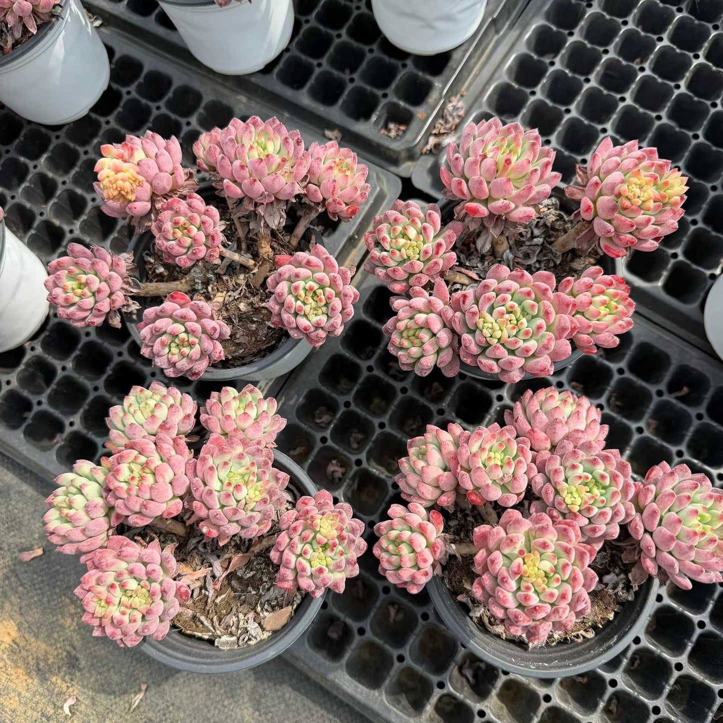 24752 ブルーエルフ