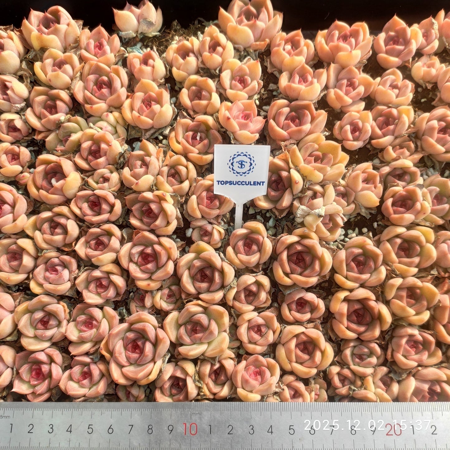 23024 キャンディー ハートHyb(ポット苗)