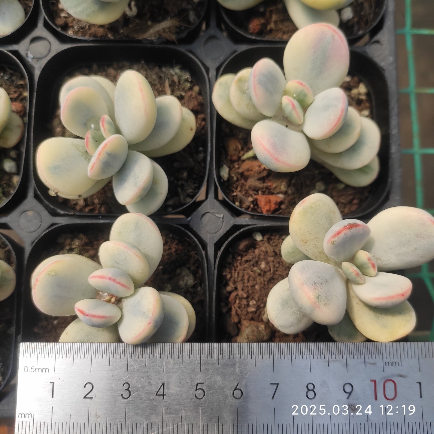 MMY650 オービキュラータ錦(6.3cm pot)