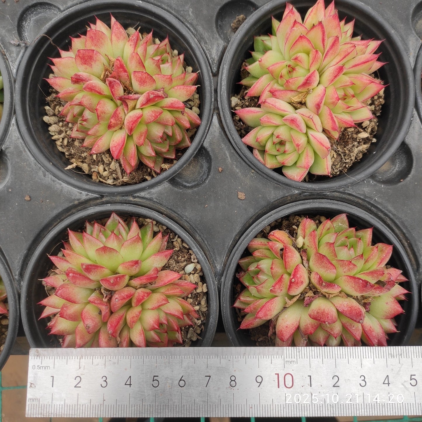 21917 ドリームクイーン(9cm pot)